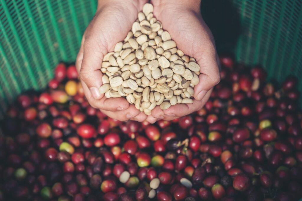 Coffee beans in hands with coffee cheries on the ground background. 